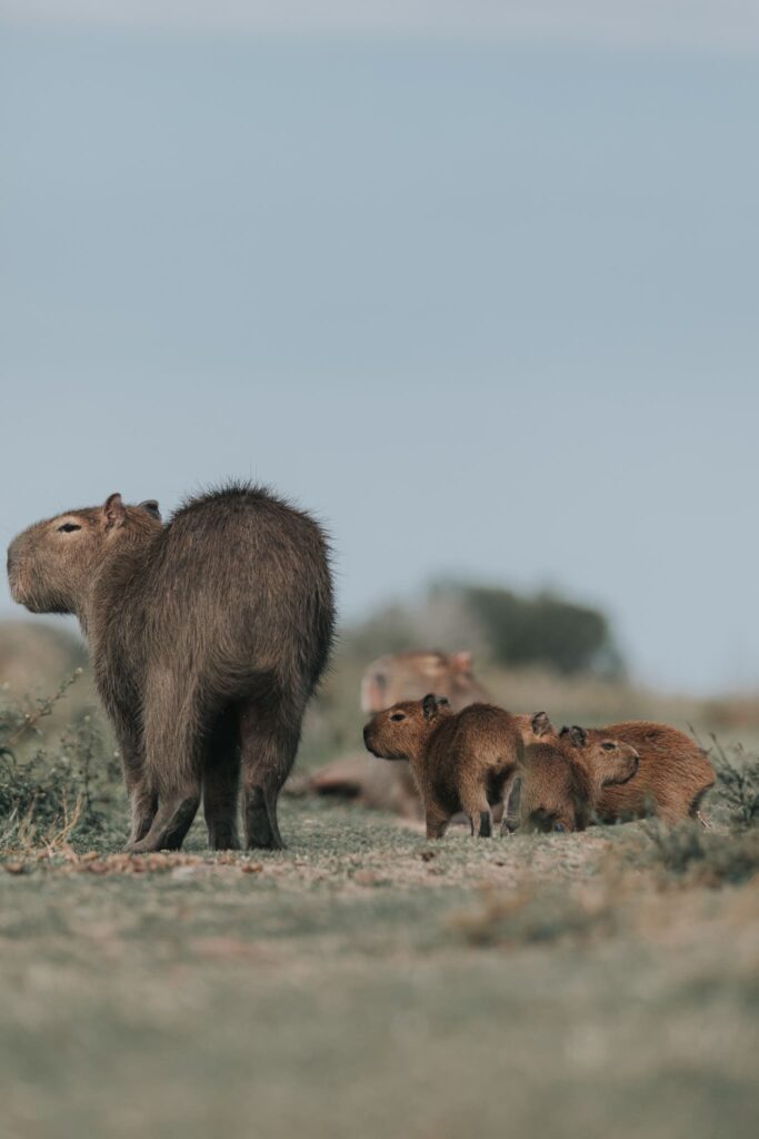 Fauna de uno de los humedales mas importantes