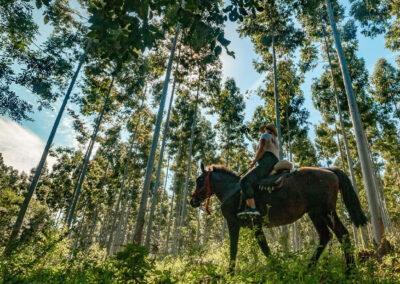 Excursiones y paseos a caballo en bosques