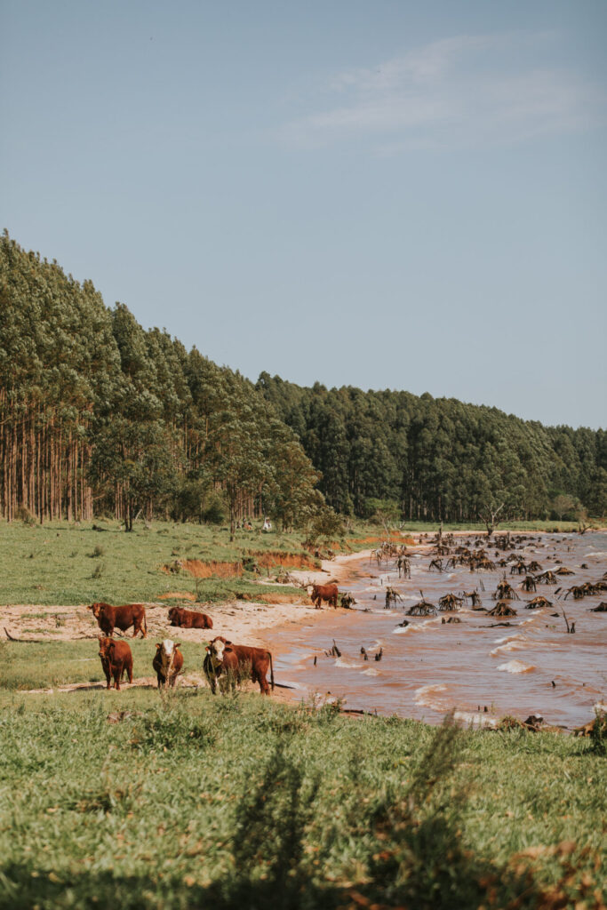 Vacas en la orilla del Río Paraná en Corrientes