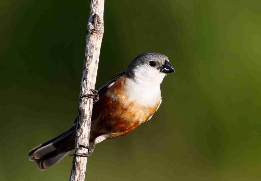 Avistamiento de aves en los Esteros del Iberá