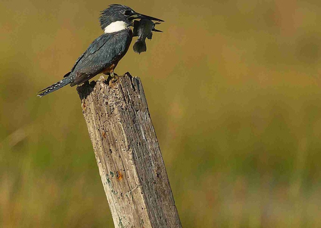 Avistamiento de aves en los Esteros del Iberá