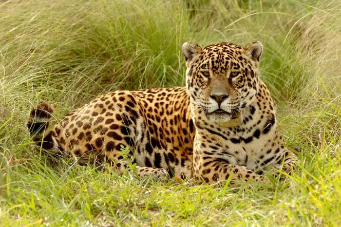 Reintroducción del Yaguareté en Argentina