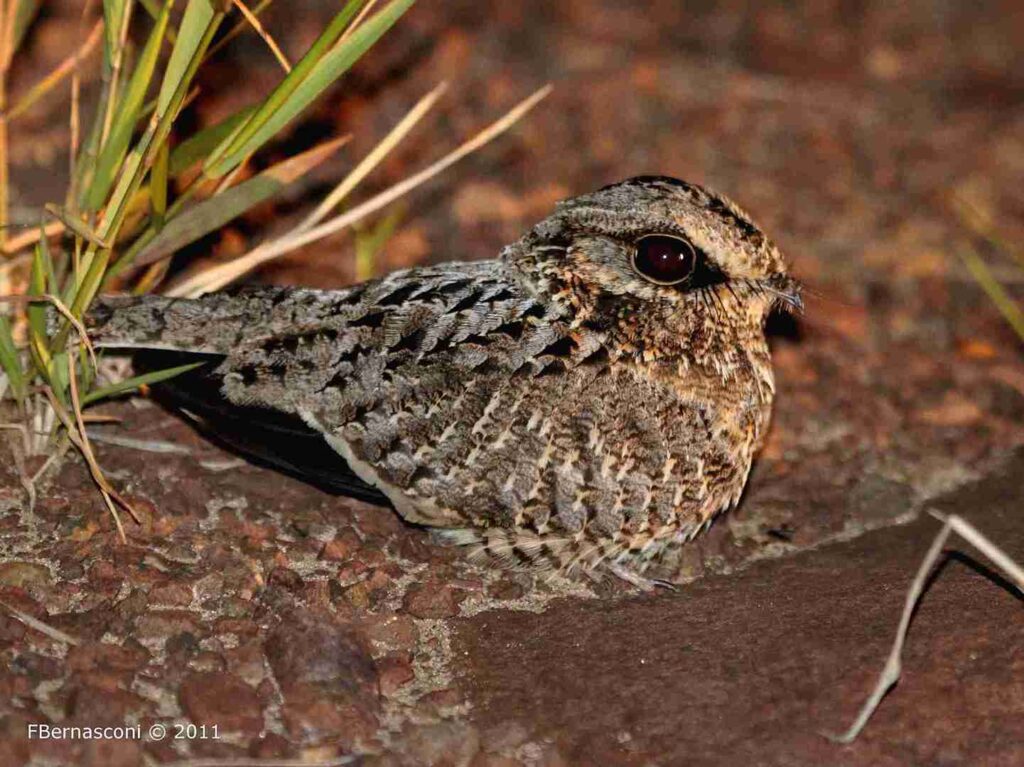Birdwatching en Iberá: el espectáculo que atrae observadores de todo el mundo