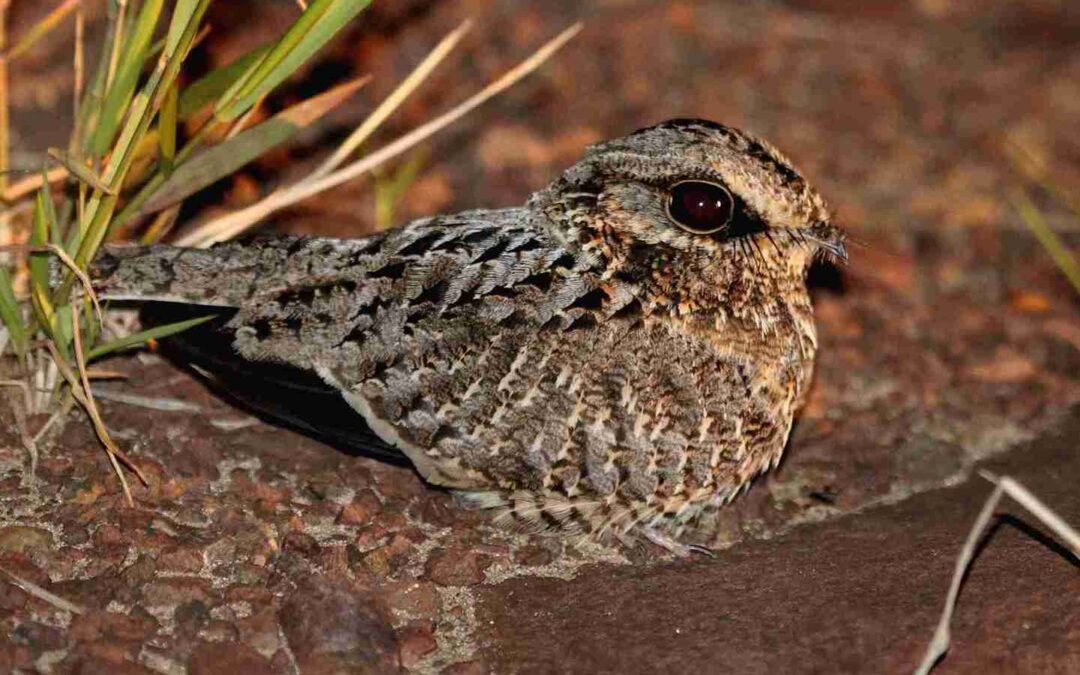 Birdwatching en Iberá: el espectáculo que atrae observadores de todo el mundo