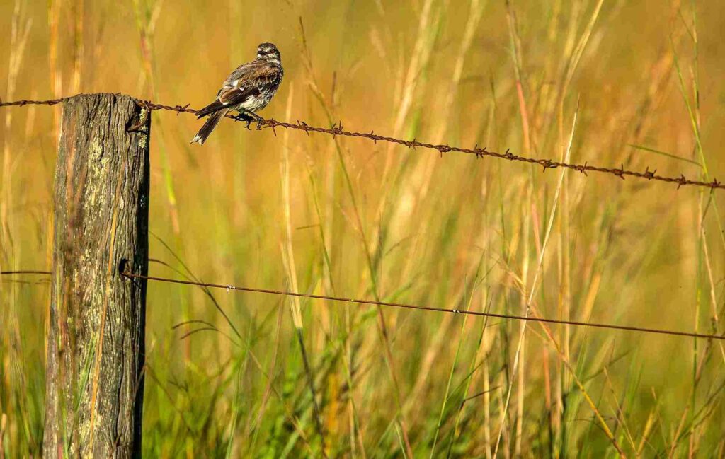 Birdwatching en Iberá: el espectáculo que atrae observadores de todo el mundo