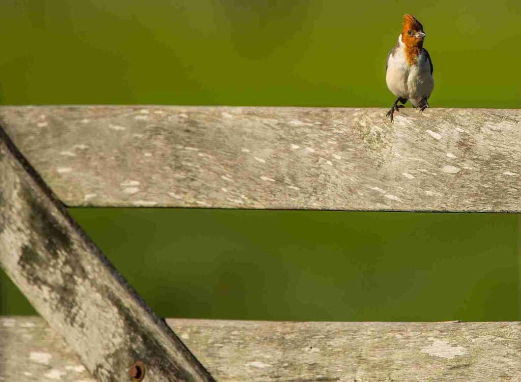Birdwatching en Iberá: el espectáculo que atrae observadores de todo el mundo