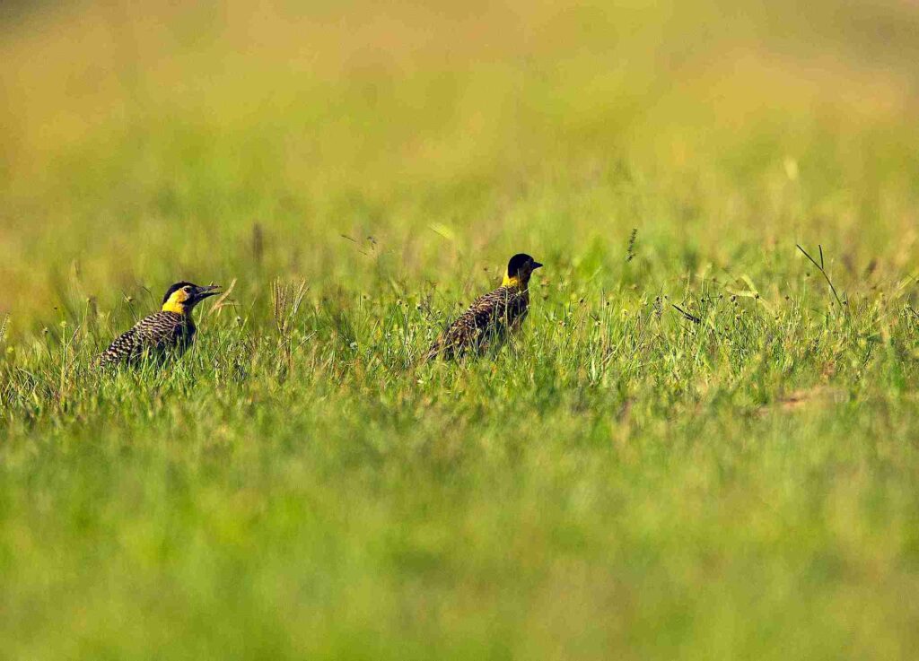 Birdwatching en Iberá: el espectáculo que atrae observadores de todo el mundo
