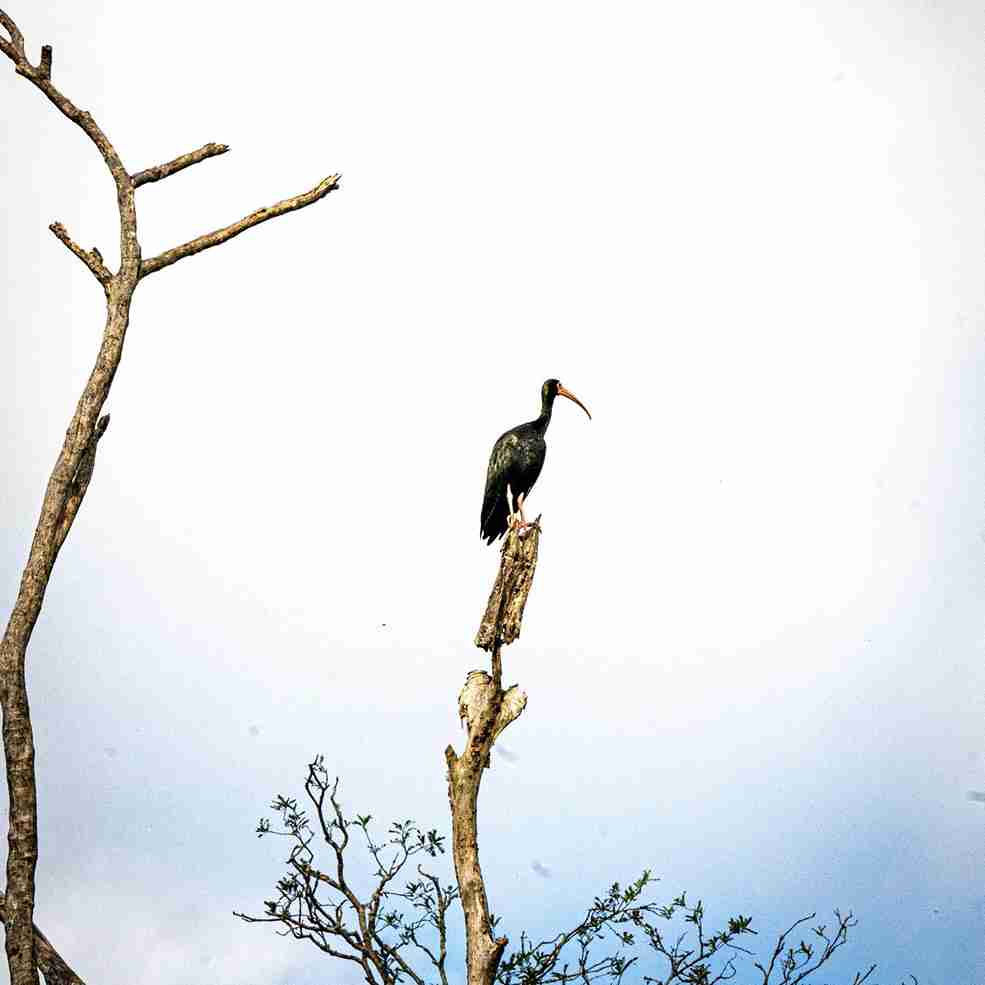 Birdwatching en Iberá: el espectáculo que atrae observadores de todo el mundo