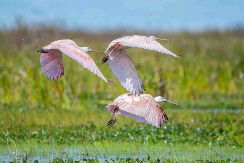Birdwatching en Iberá: el espectáculo que atrae observadores de todo el mundo