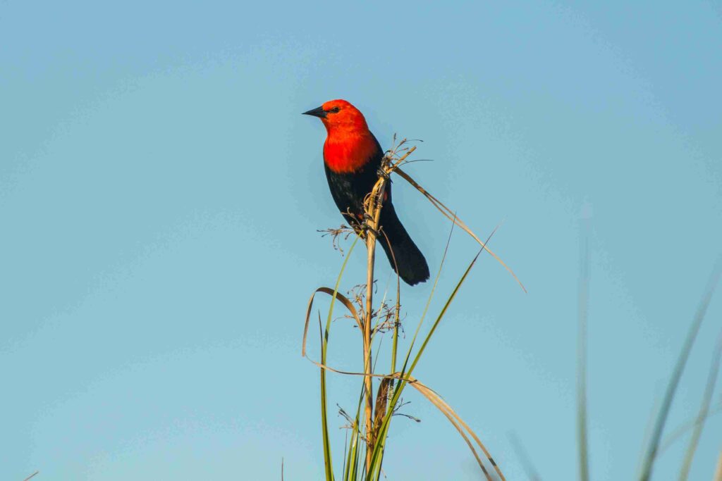 Birdwatching en Iberá: el espectáculo que atrae observadores de todo el mundo