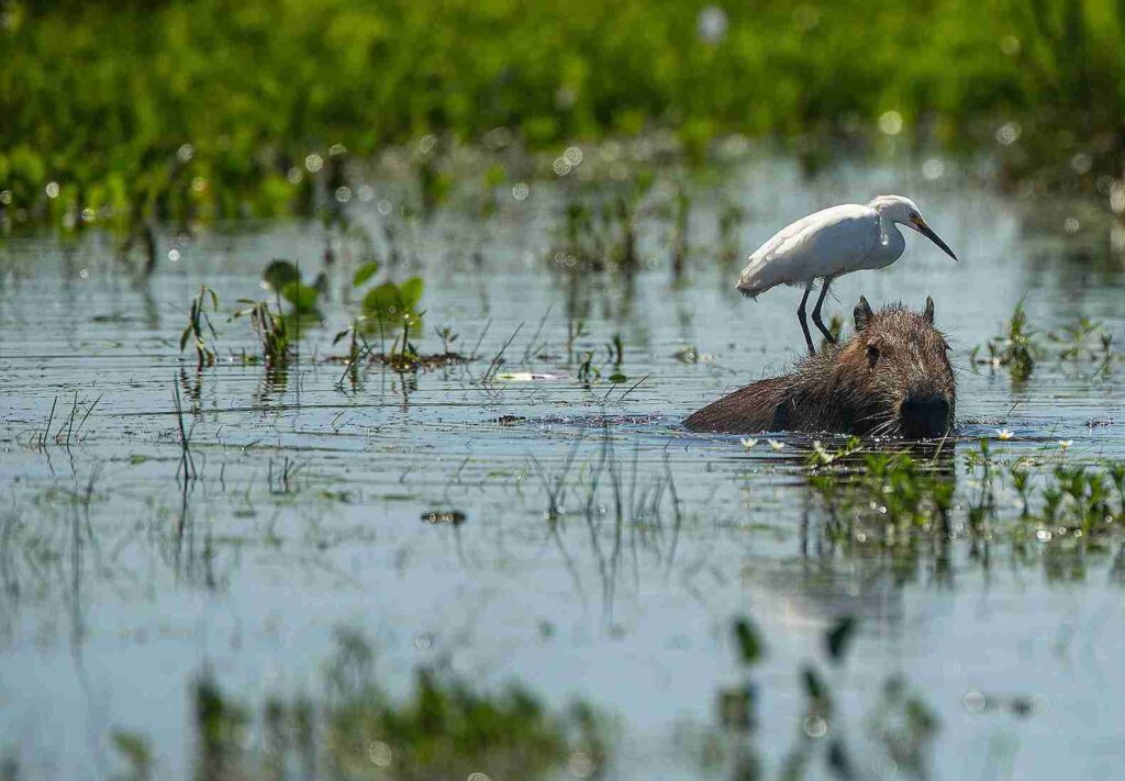 Birdwatching en Iberá: el espectáculo que atrae observadores de todo el mundo