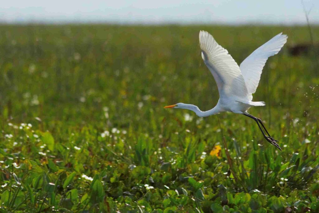 Birdwatching en Iberá: el espectáculo que atrae observadores de todo el mundo