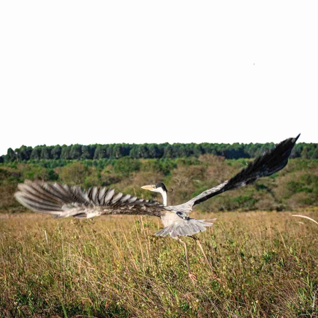 Birdwatching en Iberá: el espectáculo que atrae observadores de todo el mundo