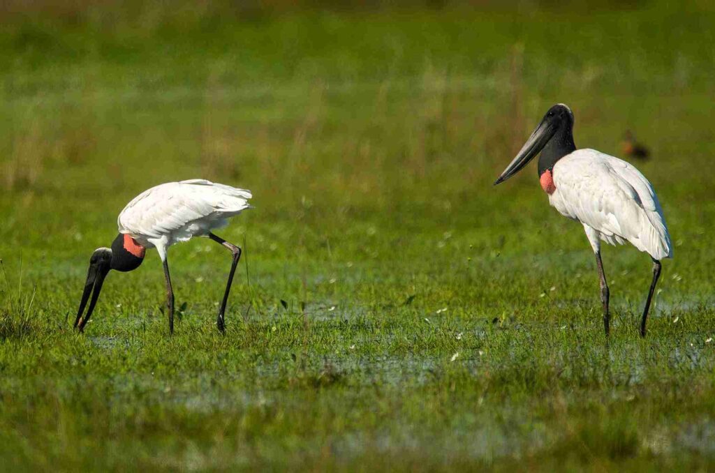 Birdwatching en Iberá: el espectáculo que atrae observadores de todo el mundo